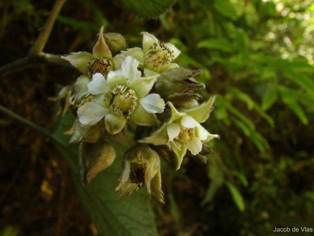 Rubus fairholmianus Gardner